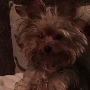 Meet your Posher, Roy